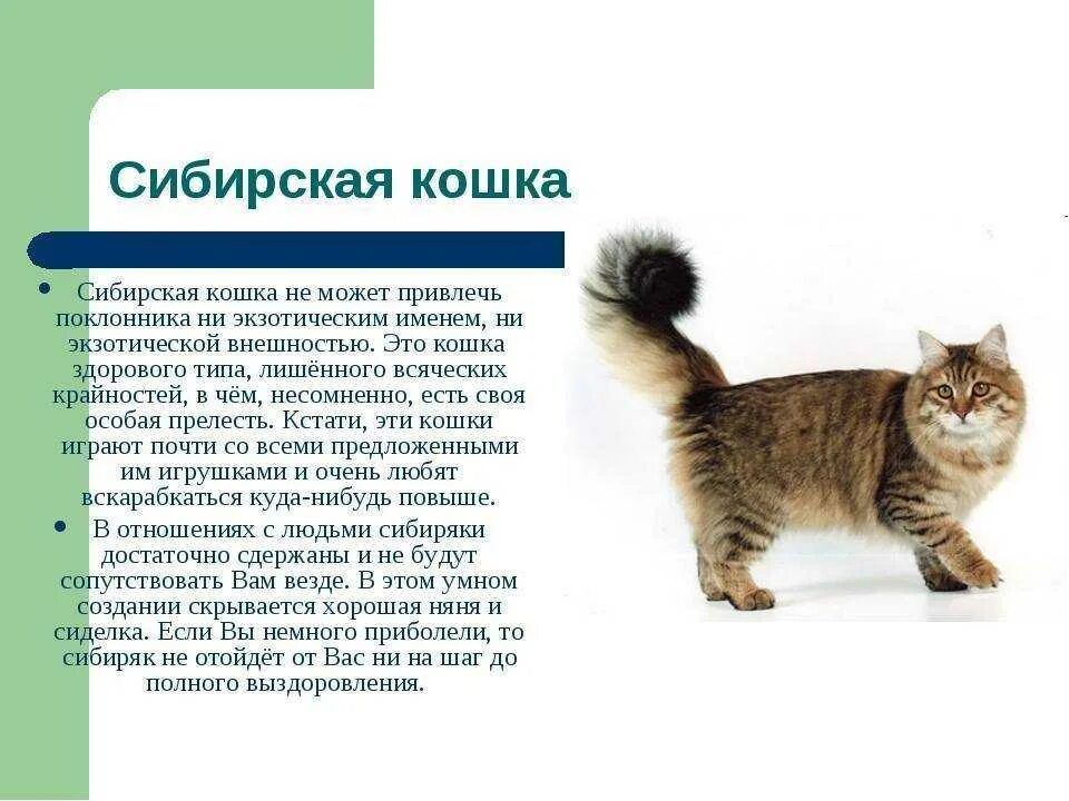 Кошка описание для детей. Описание сибирской кошки описание. порода сибирская кошка описание породы. сибирская кошка описание породы и характера. рассказ о породе сибирской кошки.