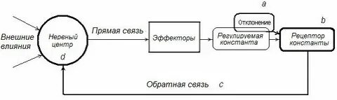 Органов обратная связь