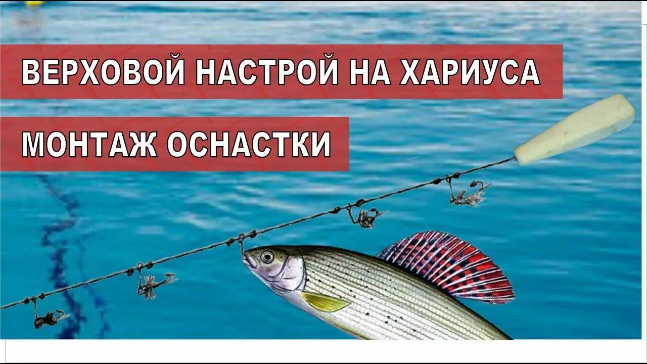 Хариус на верховую. Настрой на хариуса. Снасть на хариуса. Верховая ловля хариуса. Настрой для ловли хариуса.