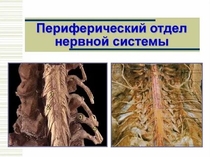 Периферические нервы периферические ганглии спинной мозг