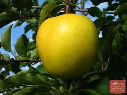 Яблоня голден делишес описание сорта опылители