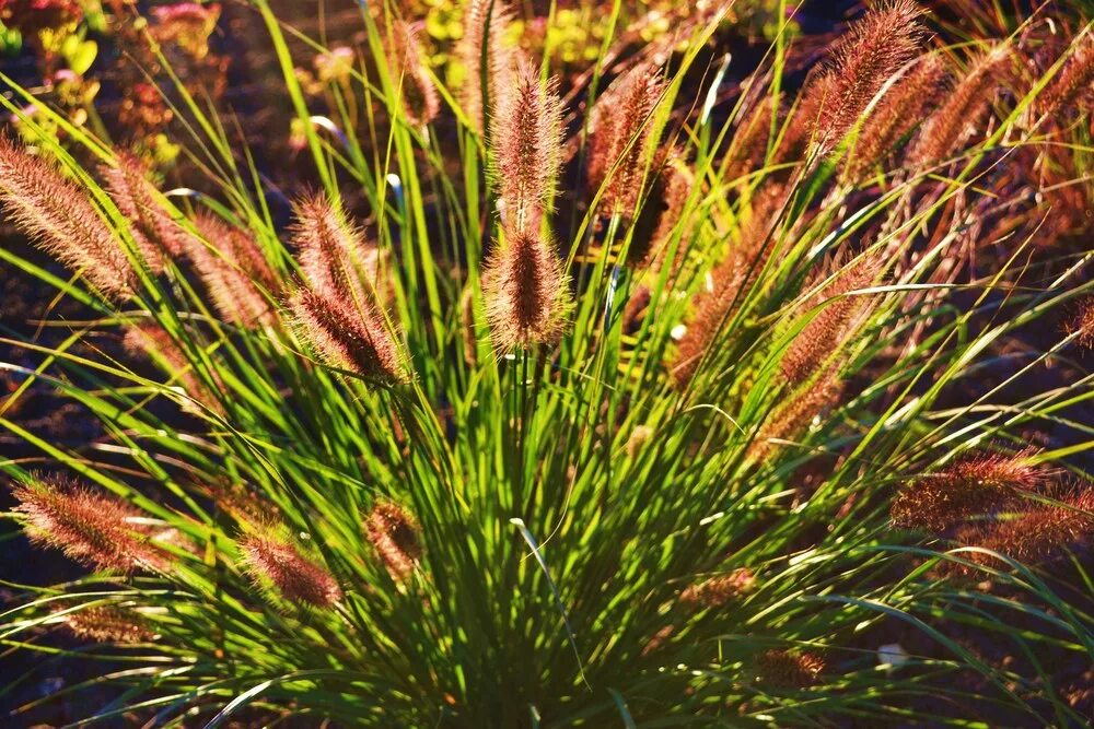 сканворды для печати. злак с мужским именем сканворд. злаки пурпурными листьями. алфавитный кроссворд. ежа сборная.