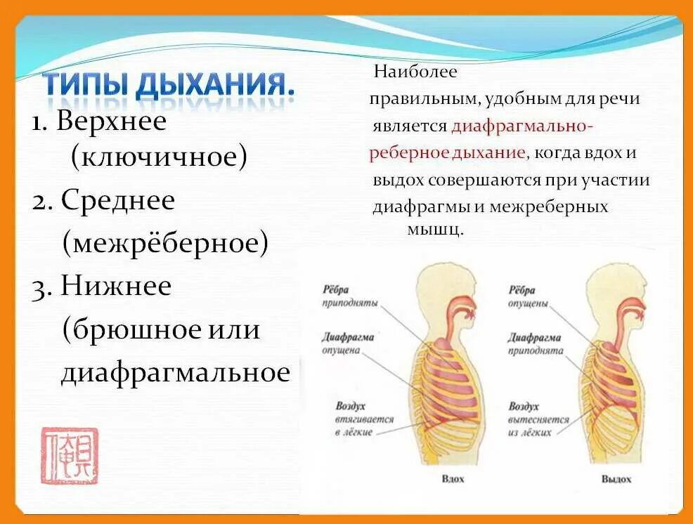 Тип дыхания в норме. Тип физиологического дыхания у детей в норме. Реберный Тип дыхания. Дыхание типы дыхания. Дышит какой вид