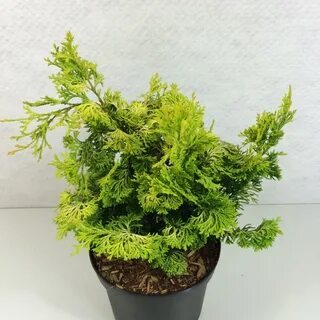 Кипарисовик уход