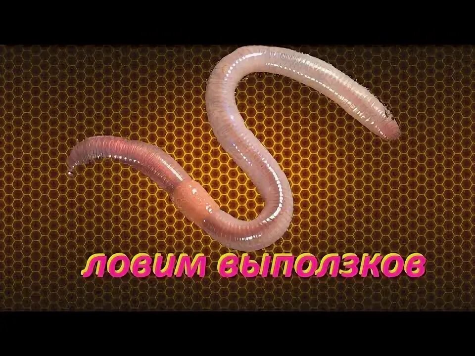 На что ловить если нет червей