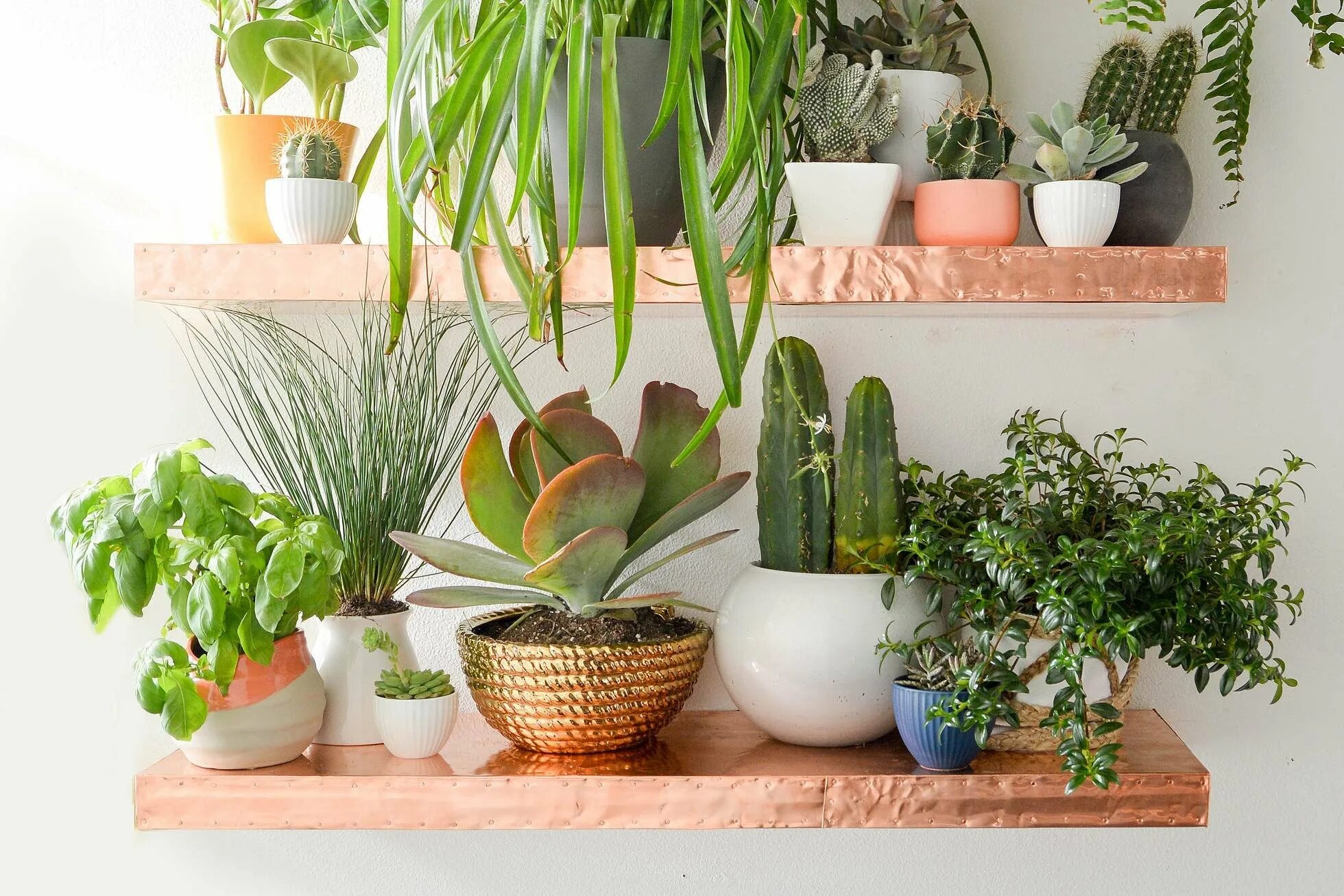 Декоративные растения для интерьера. Растения в интерьере квартиры. Plant i home. Биофильный интерьер. Комнатные растения эстетика.