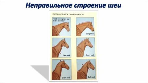 Неправильно 13