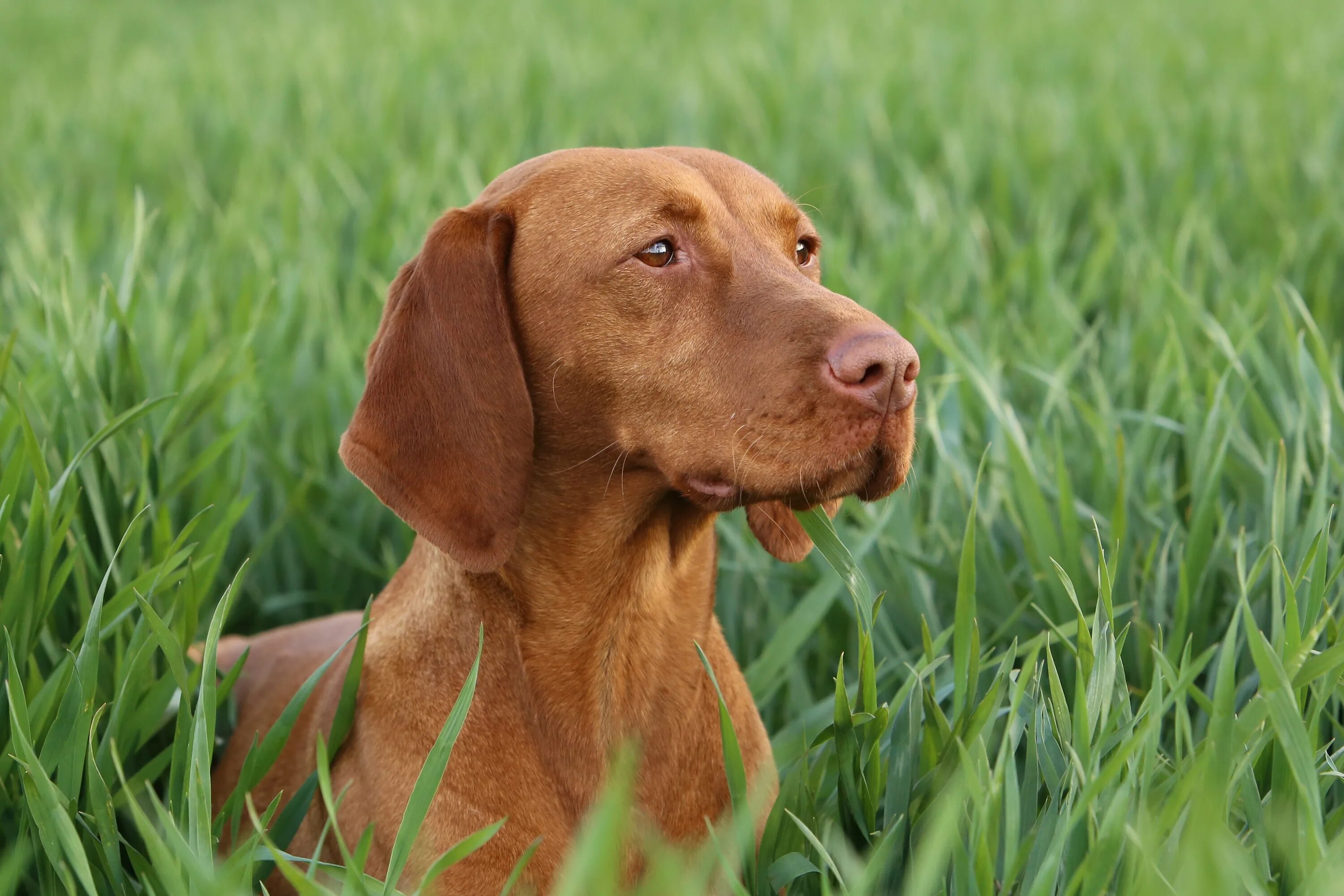 Визсла (венгерская выжла). Собака венгерская выжла. Венгерская выжла и веймаранер. Венгерская выжла. Венгерская короткошерстная легавая (выжла).
