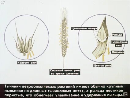 Функция рыльца