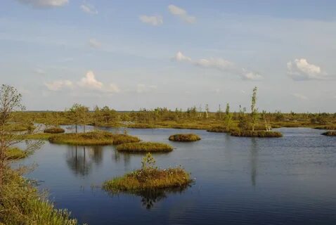 Дулебы