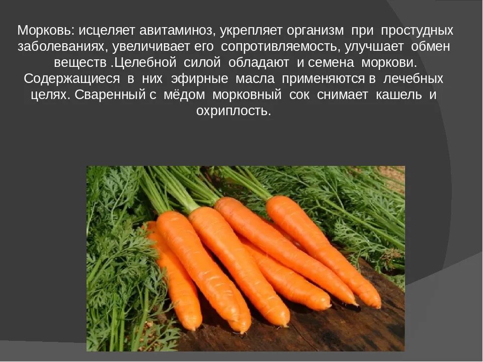 Класс растения морковь. Рассказ о моркови 3 класс окружающий мир. Культурное растение морковь. Морковь доклад для детей. Сообщение про морковь.