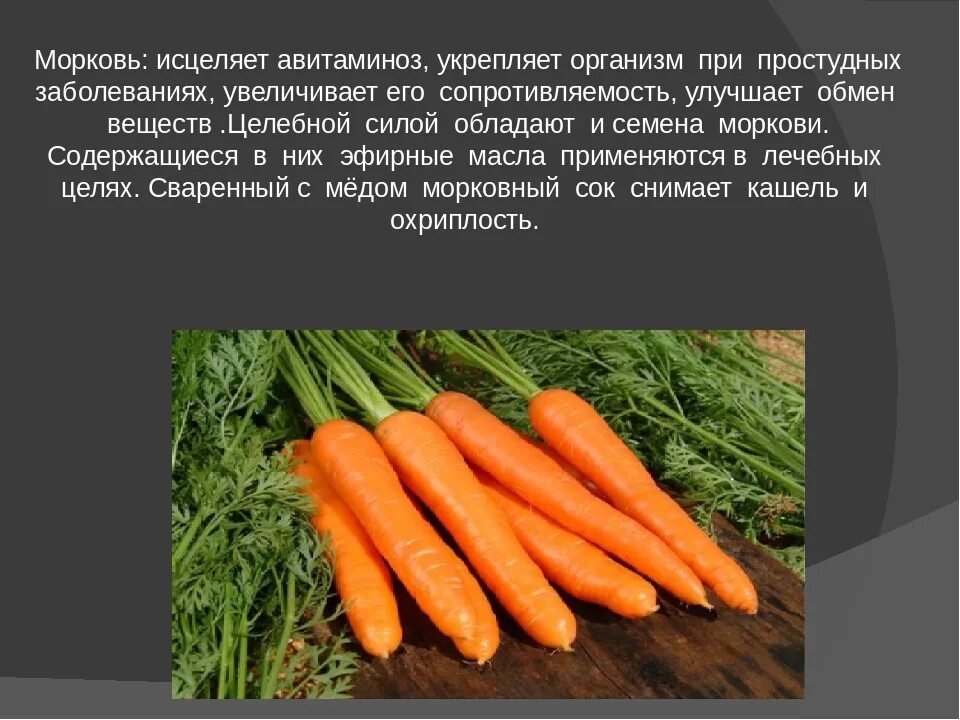 Эксперимент с морковкой 2 класс. Рассказ о моркови 3 класс окружающий мир. культурное растение морковь. доклад про морковь. морковь доклад для детей.