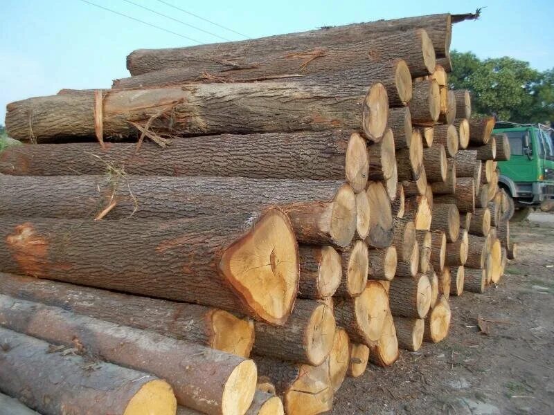 T me buy logs. Дубовое бревно. Липовые бревна. Бревно из дуба. Сруб кругляк.