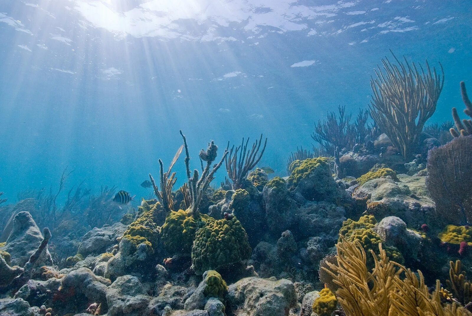 Deep Sea, Coral Reefs in Pictures * Elsoar Coral reef photography, Underwater ph