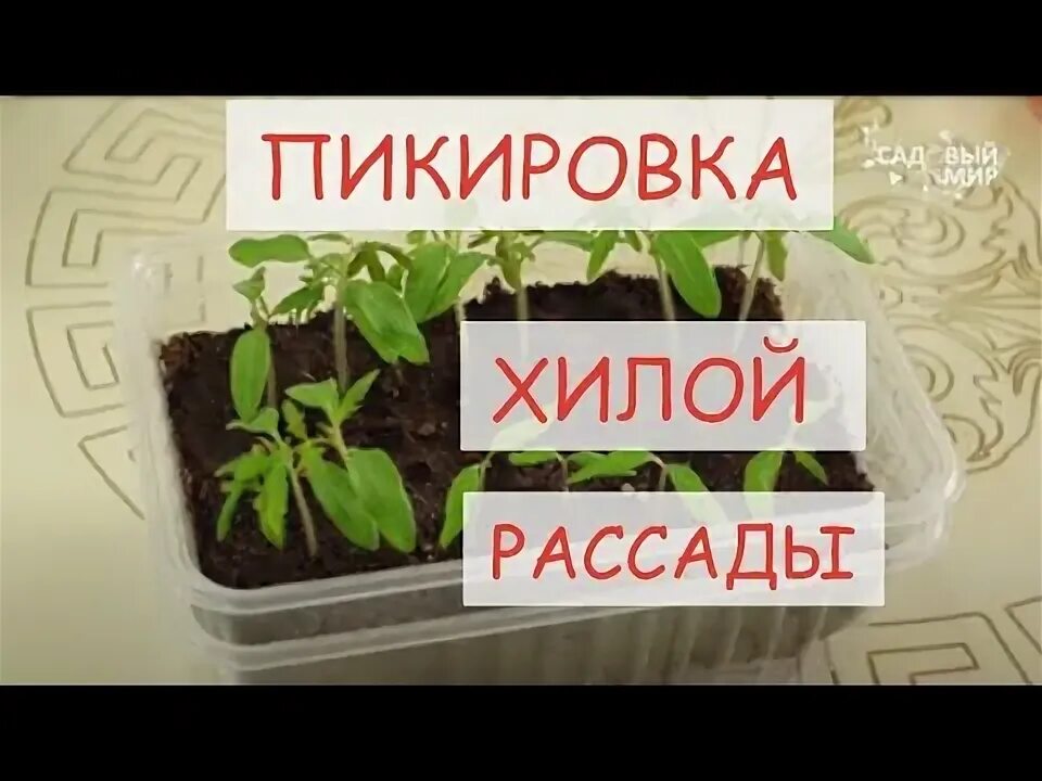 Хилая рассада томатов. Чем полить рассаду после пикировки.