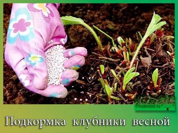 Удобрение для клубники весной. Подкормка клубники весной. Подкормка земляники весной. Весеннее удобрение для клубники.