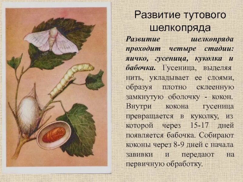 Определите тип развития животных тутовый шелкопряд. Тутовый шелкопряд кокон. цикл развития тутового шелкопряда. тутовый шелкопряд метаморфоз. стадии тутового шелкопряда.
