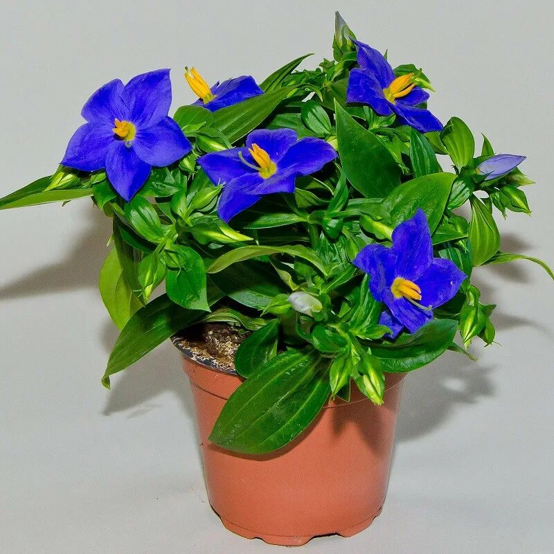 Платикодон астра блю. Комнатный цветок синего цвета. Кампанула платикодон. Броваллия великолепная блу белл. Орхидея цимбидиум голубая.