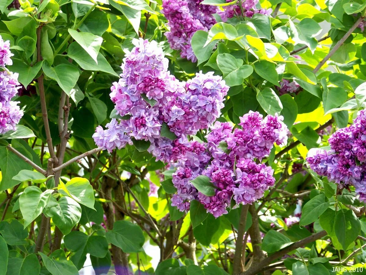 Сирень ария. Сирень Syringa vulgaris. Сирень обыкновенная (Syringa vulgaris). Сирень обыкновенная -Syrínga vulgáris. Сирень Катерина Хавемейер.