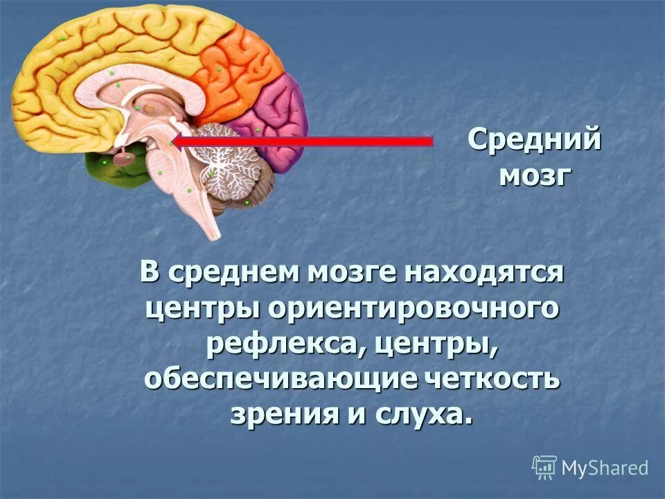 В каком отделе головного мозга располагается центр. Отделы среднего мозга человека. Отделы головного мозга средний мозг. Центры ориентировочных рефлексов находятся в мозге. Строение и функции отделов головного мозга: средний.