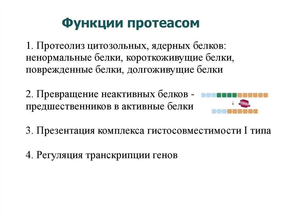 Функции 14 про. Строение и функции протеасом. Функции протеасом в клетках. Функции протеосом. Роль лизосом и протеасом в протеолизе.