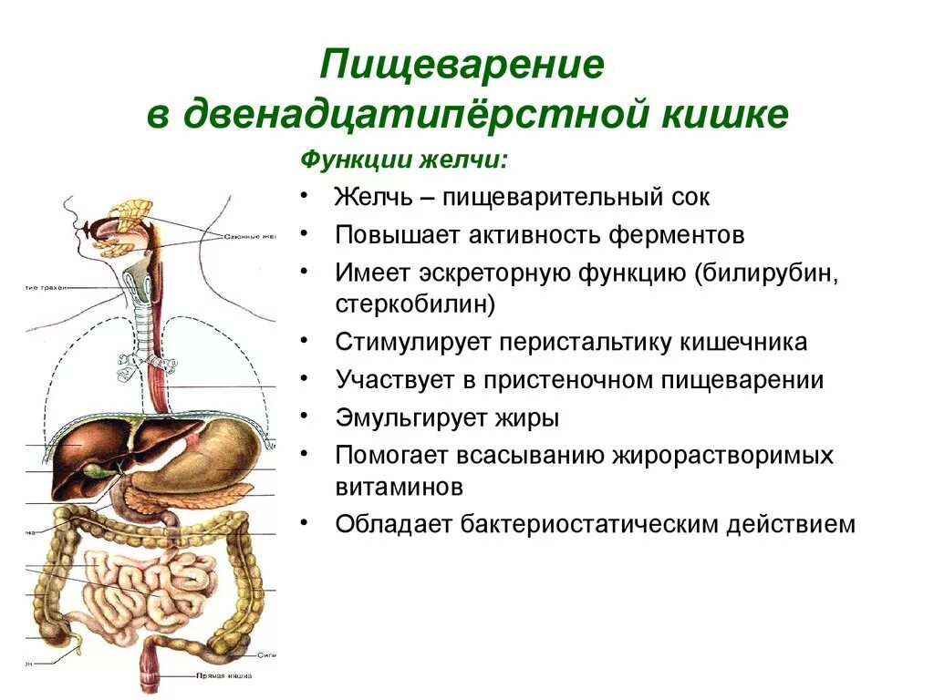 Железы и ферменты двенадцатиперстной кишки. 12перстгая кишка функции. 12 Ти перстная кишка функции. Функции 12 перстной кишки в пищеварении. Пищеварение в 12 перстной кишки строение и функции.