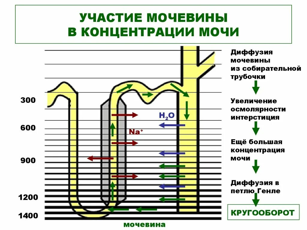 В какой моче высокая концентрация мочи