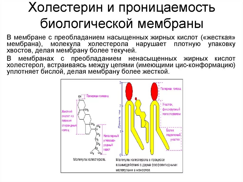 Входит ли холестерол в биологическую мембрану