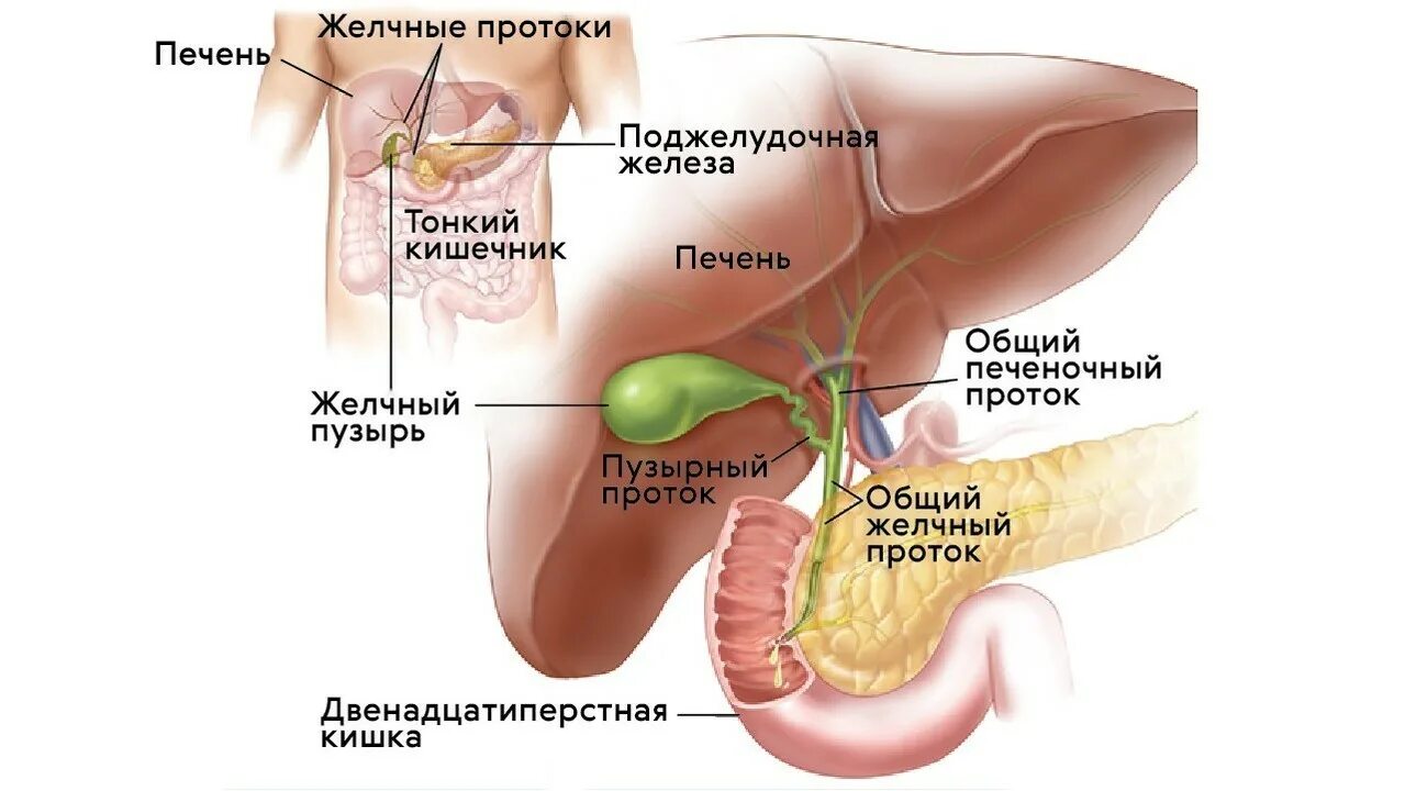 Покажи картинку поджелудочной железы. Поджелудочная железа что это и где находится у человека симптомы. Расположение желчного пузыря и поджелудочной. Поджелудочная железа расположение в организме. Желчный пузырь и поджелудочная железа расположение.