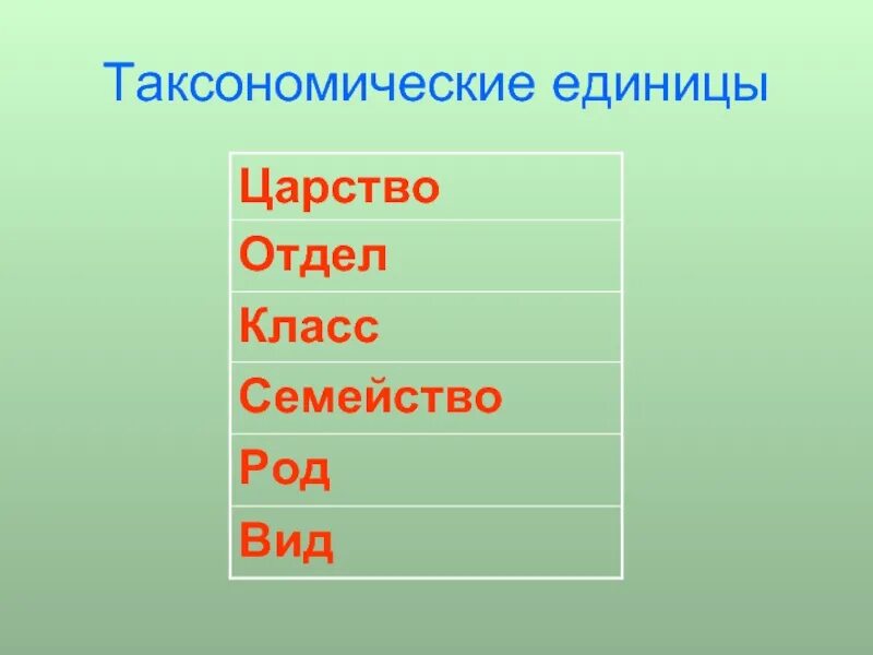 Расположите таксономические группы. Таксономические единицы. Так ономические единицы. Отдел класс семейство. Таксономические таксономические единицы.