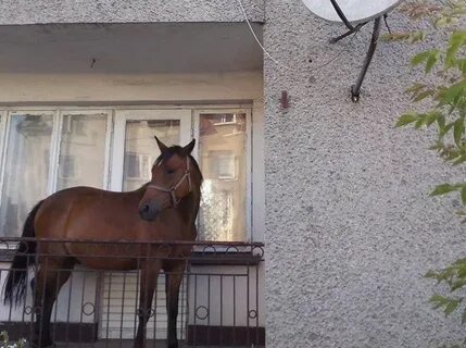 Лошади присланные из кистеневки