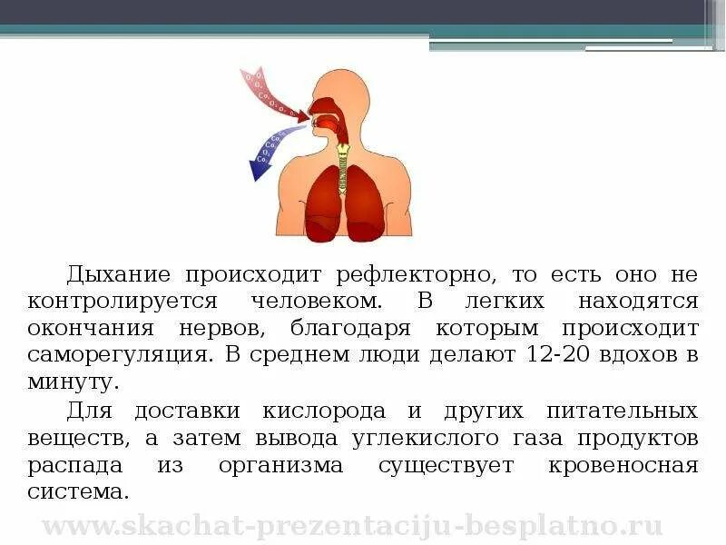 Система дыхания и кровообращения 3 класс. Презентация на тему дыхание. Дыхательная и кровеносная система 3 класс. Дыхание происходит.