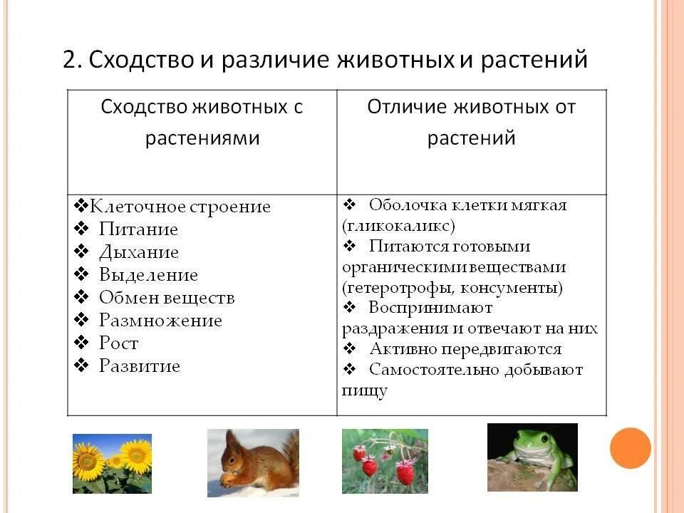 Что общего между растениями и животными