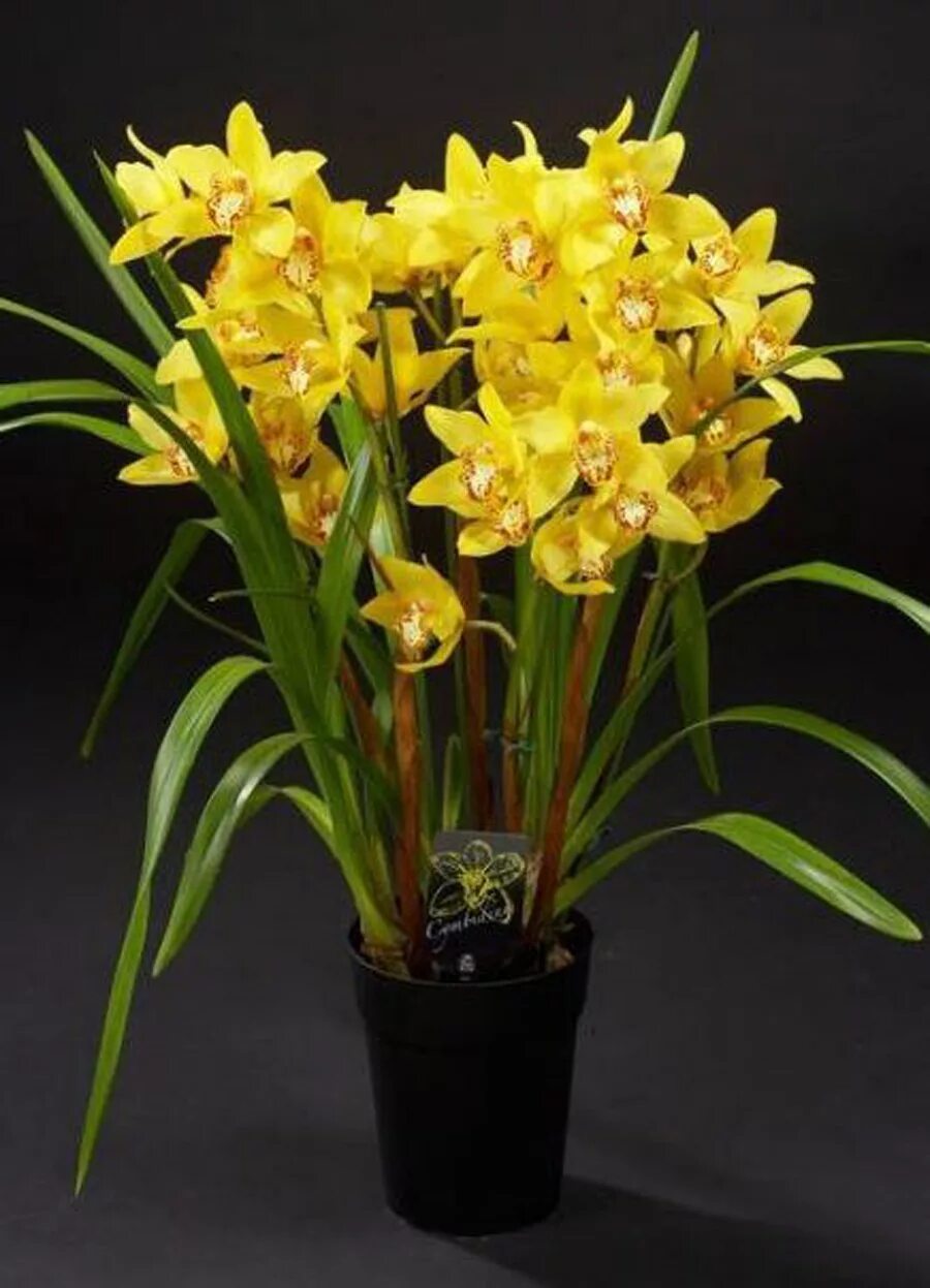 Орхидея Цимбидиум. Фаленопсис Цимбидиум. Королевский Цимбидиум. Цимбидиум Дельмонт.