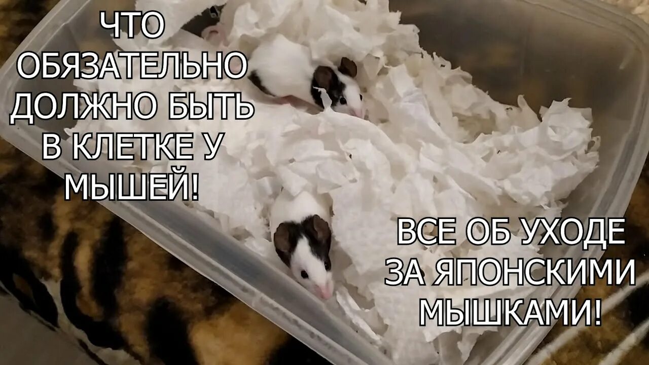 Мышь уход и содержание. Японские мышки. японская мышь содержание. японские мыши уход и содержание. декоративные мыши уход и содержание.