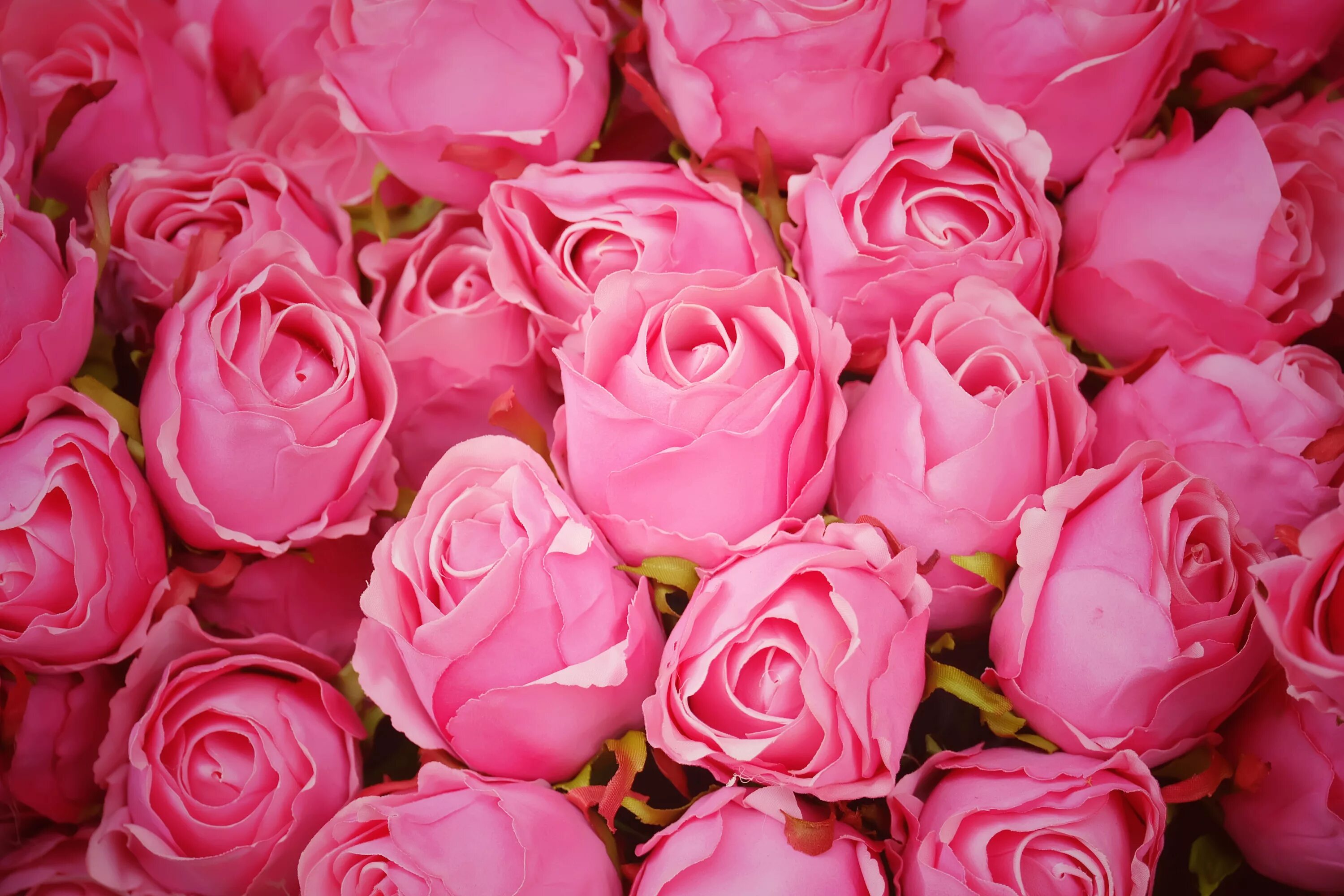 Картинки розов. Розы Пинк Фловерс. Пинфлоид роза. Роза Фловер. Роза Пинк ай.