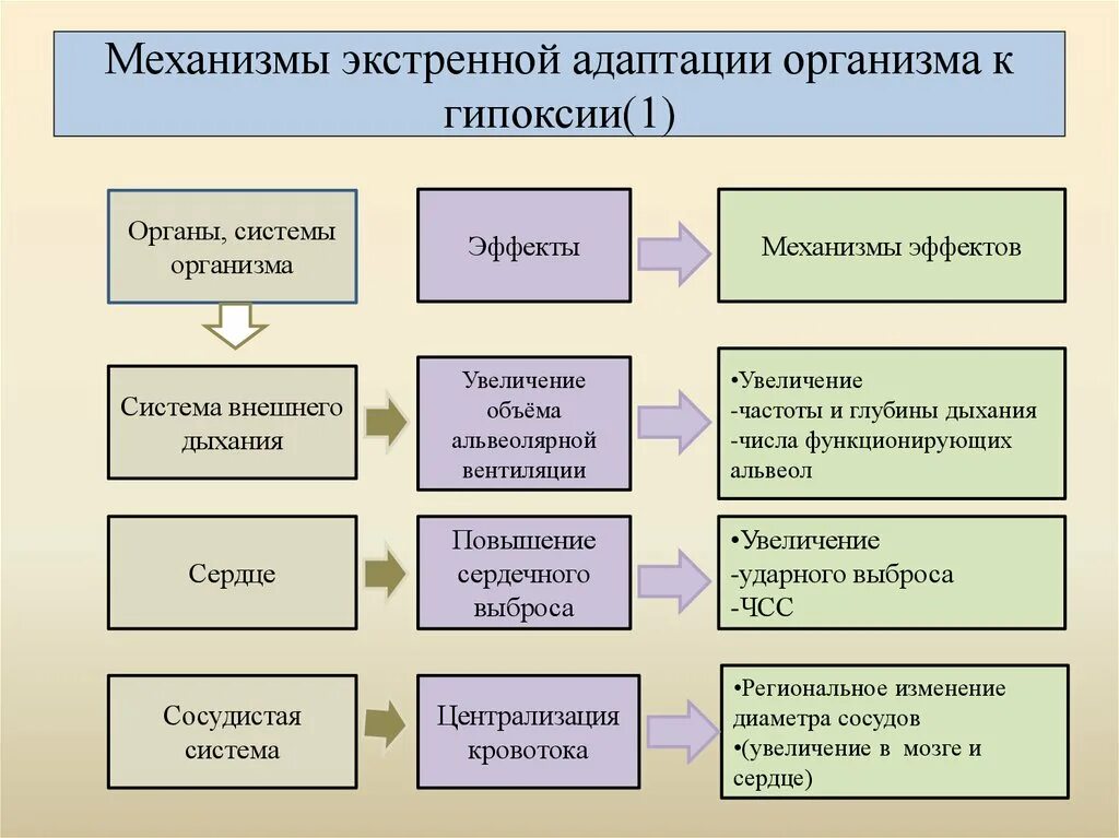 Механизмы адаптации организма. Механизмы адаптации организма при. Механизмы и виды адаптации.. Схема механизмов адаптации.