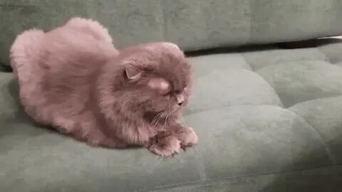 Включи коты в ютубе