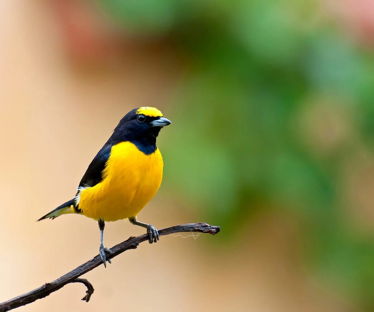 Bird but it is
