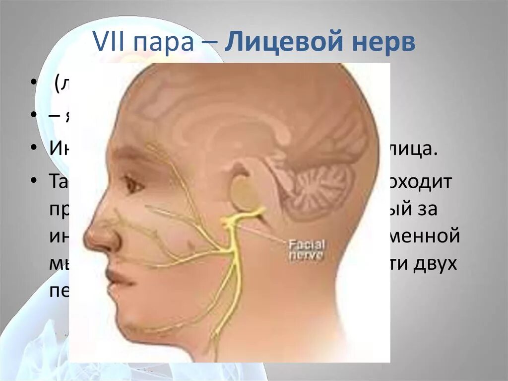 7 Лицевой нерв. 7 Пара лицевой нерв. VII пара лицевой нерв иннервирует.