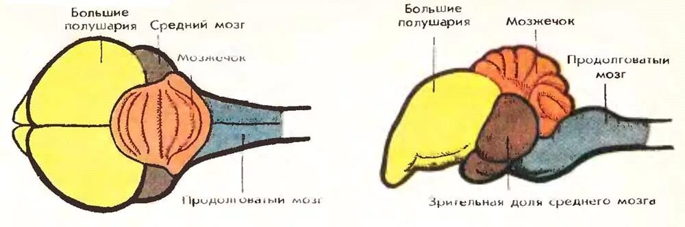 Развитый мозжечок у птиц. Строение головного мозга птиц. Рисунок головного мозга птиц строение. Головной мозг птицы схема. Внутреннее строение птиц головной мозг.