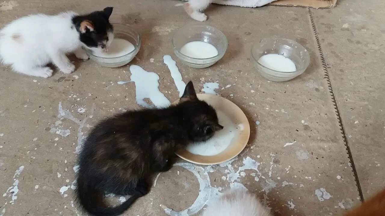 Как приучить котенка кушать. Самостоятельный котёнок. как приучить котят кушать. как приучить котят кушать самостоятельно. видео как котенок ест.