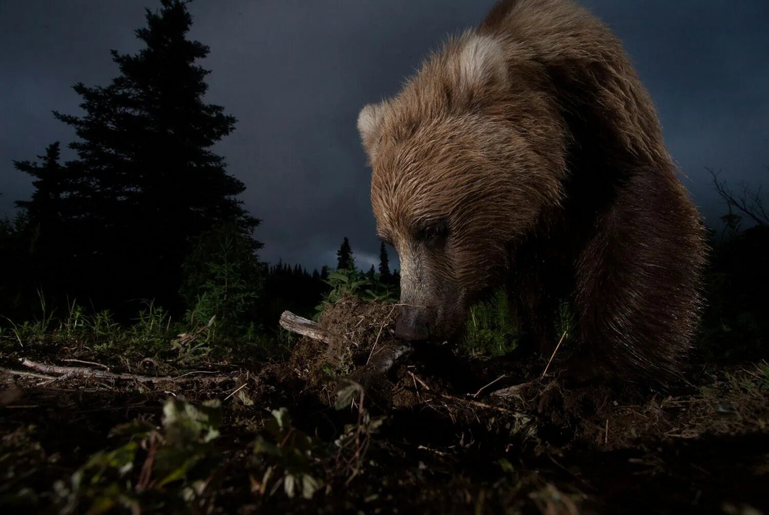 Медведь в лесу. National Geographic медведь. Красивый медведь. Бурый медведь фото.