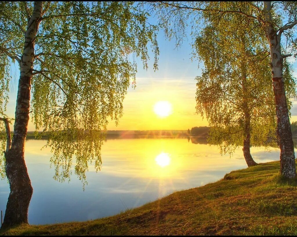 Солнце светит ярко лес. Рассвет березы. русская природа. летний рассвет над рекой. природа река солнце.