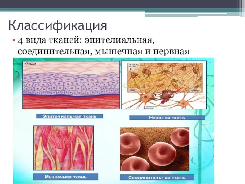 Соединительная мышца. Эпителиальная ткань соединительная ткань мышечная ткань. Ткани соединительная эпителиальная мышечная нервная костная. Эпителиальные соединительные мышечные ткани. Соединительная ткань мышечная ткань нервная.