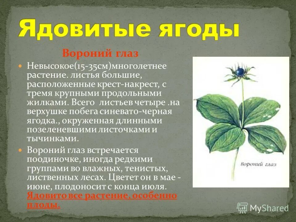 вороний глаз окружающий мир. вороний глаз слайд. опасные растения вороний глаз. ядовитое лесное растение вороний глаз. вороний глаз ядовитое растение окружающий мир.