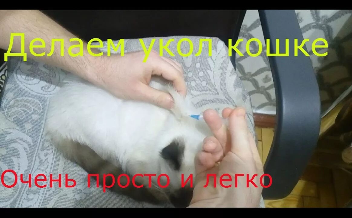 Место укола в холку кошке. Как делать укол коту в холку. Внутримышечный укол кошке. Как ставить укол кошке в холку.