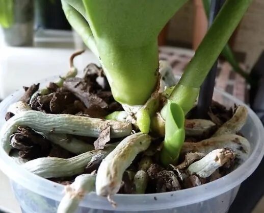 Детка орхидеи на корне
