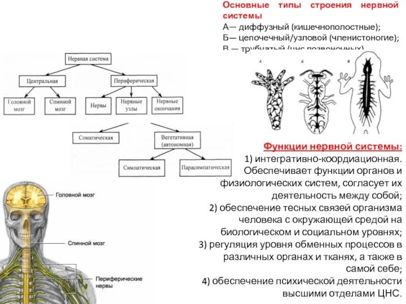 Представители диффузной нервной системы. Трубчатая и стволовая нервная система. Общее строение нервной системы. Типы нервной системы у животных. Узловая нервная система.