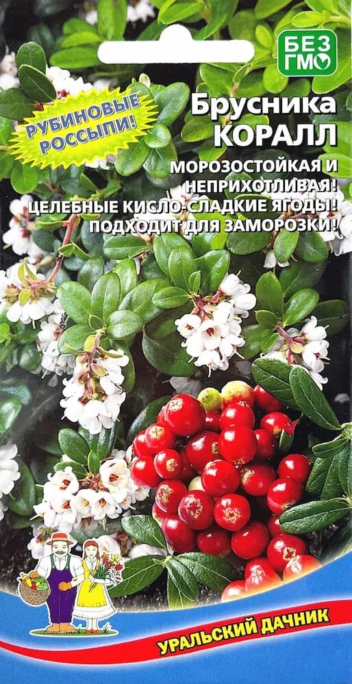 Брусника садовая коралл. Брусника коралл отзывы. Vaccinium macrocarpon. Брусника крупноплодная коралл. Брусника садовая коралл.